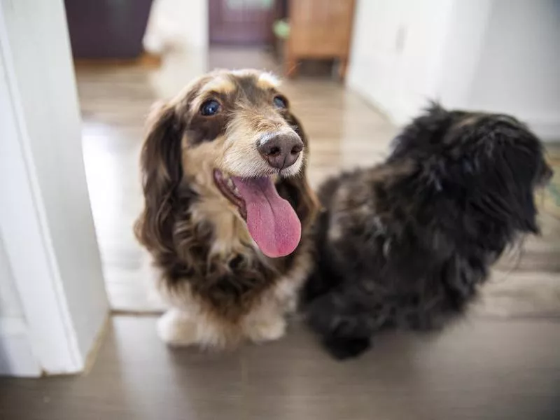 Long-Haired Dachshund