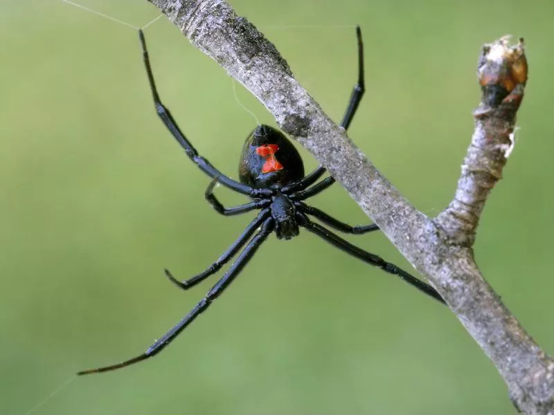 Female black widow spider on a branch