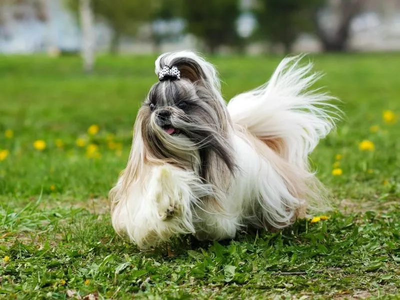 Shih Tzu