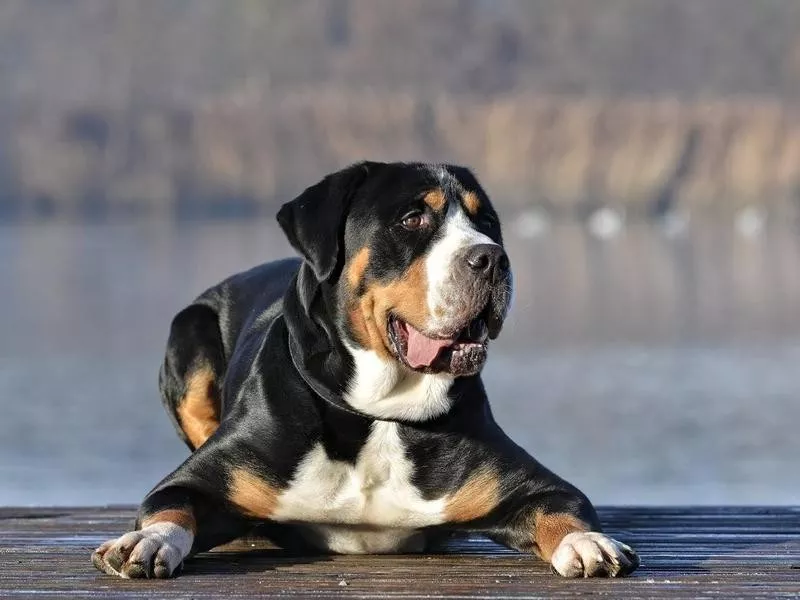 Greater Swiss Mountain Dog