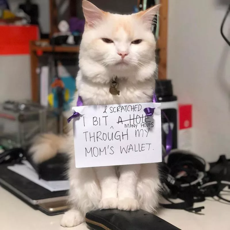 cat shaming