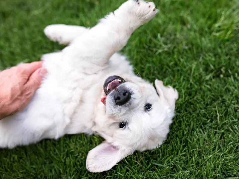 Golden Retriever Puppy