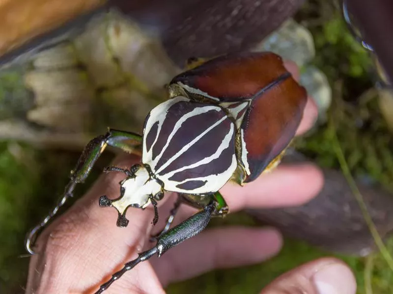 Goliath Beetle