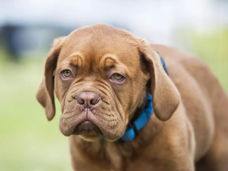 dogue de bordeaux