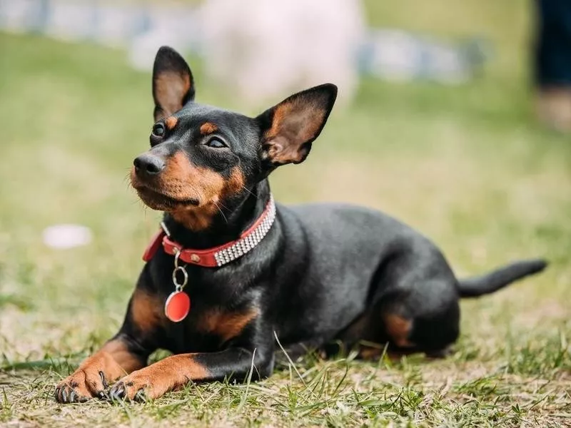 Mini pinscher dog with short hair