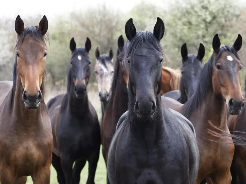 Horses looking at camera