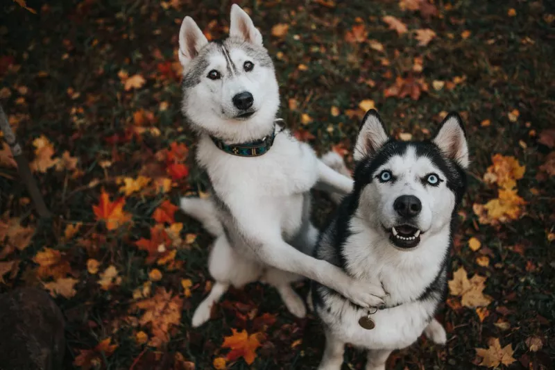 Husky dogs playing in the garden