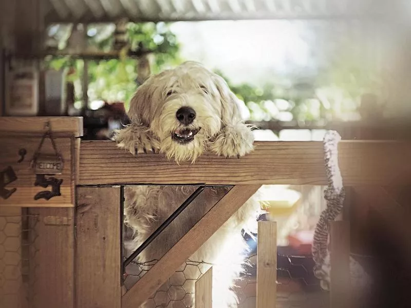 soft coated wheaten terrier