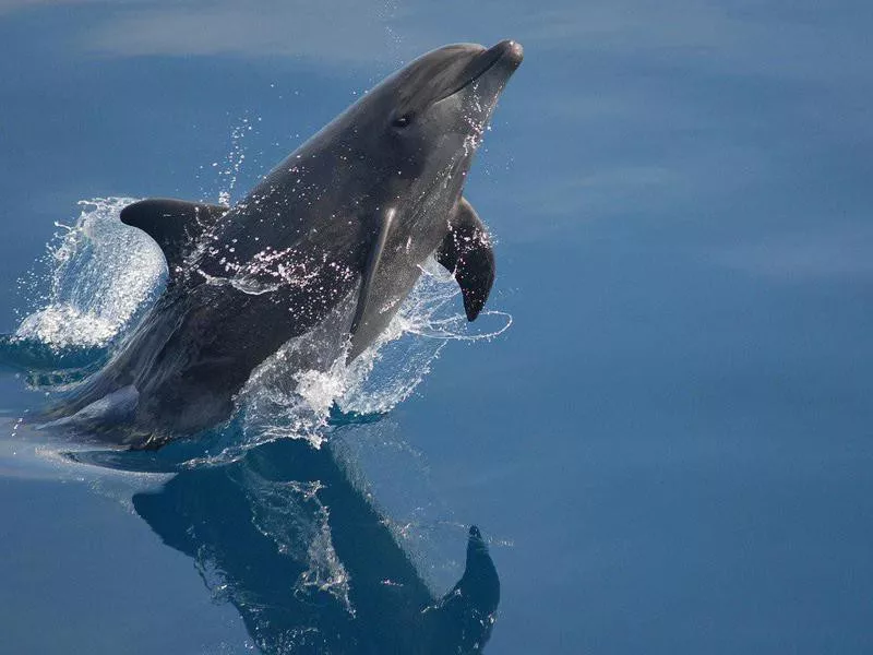 Dolphin Leaping