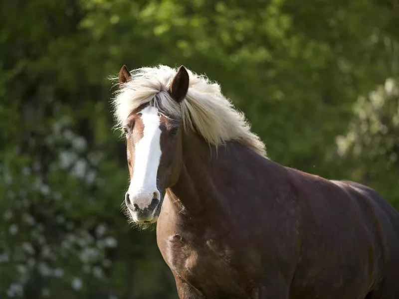 Draft Horse portrait