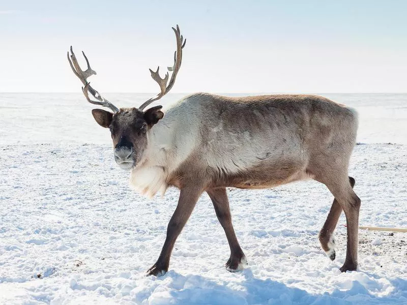 Reindeer