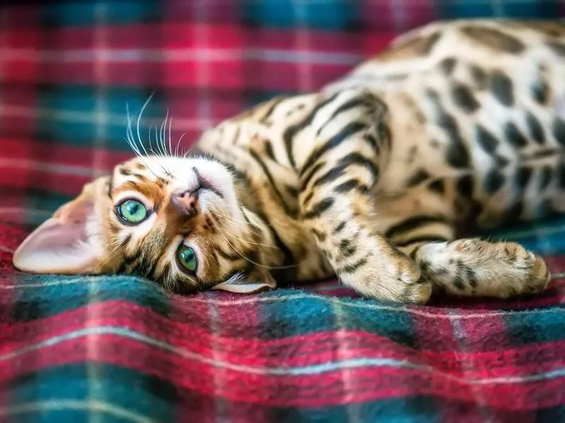 Bengal