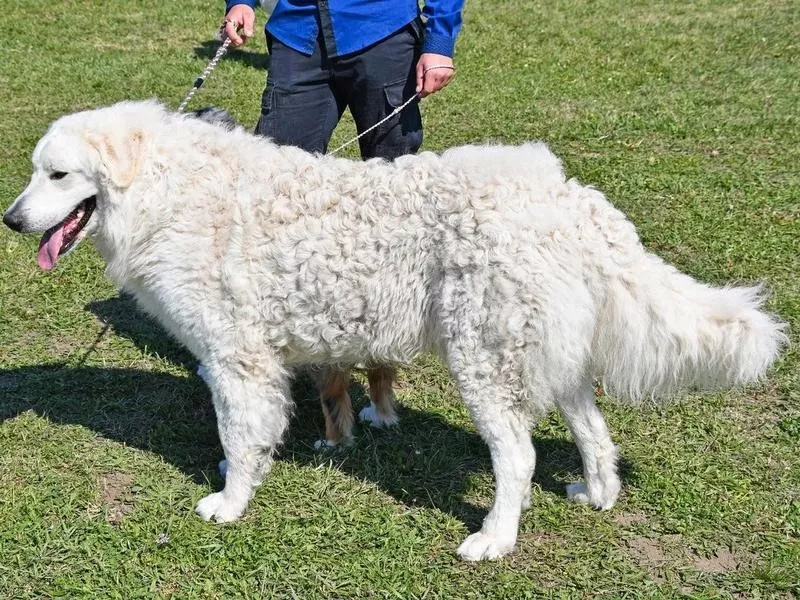 Kuvasz