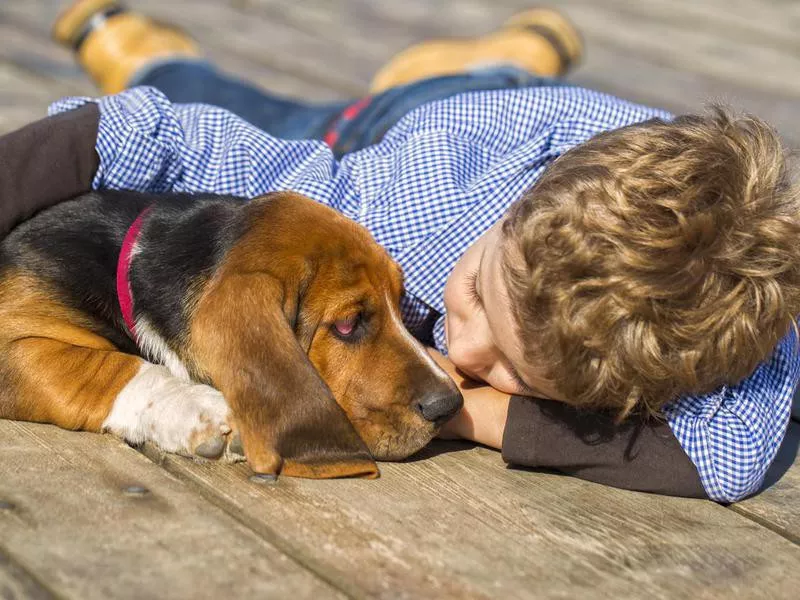 Basset Hound