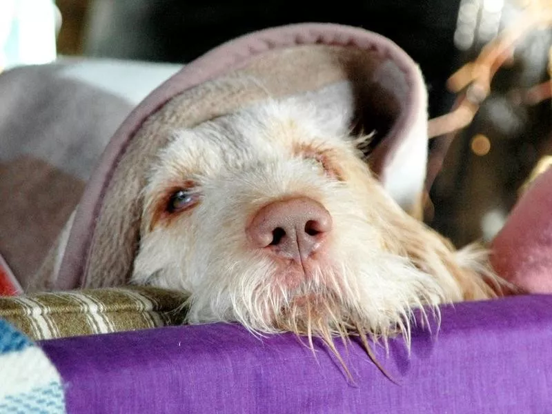 Spinone Italiano