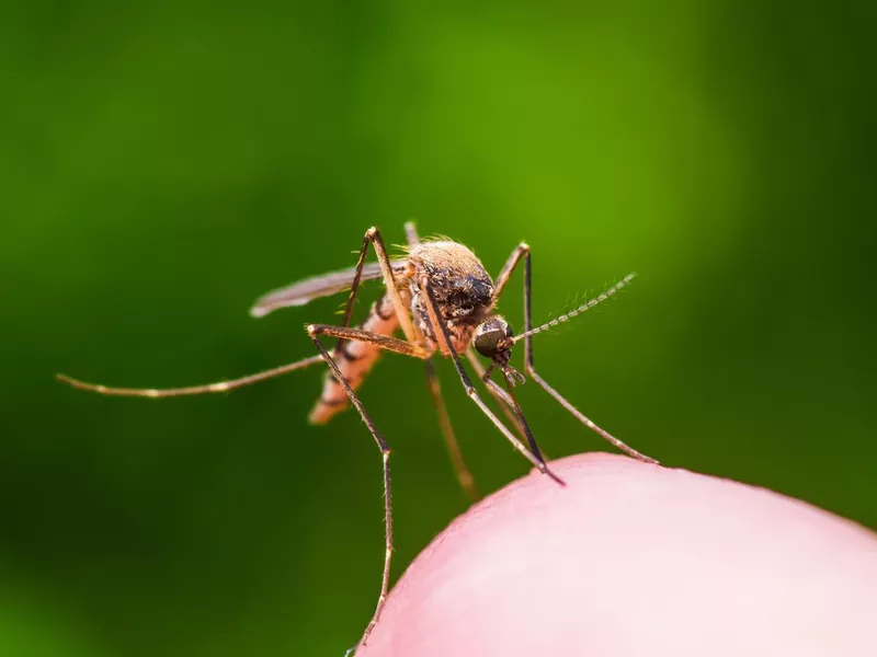 Mosquito on Skin