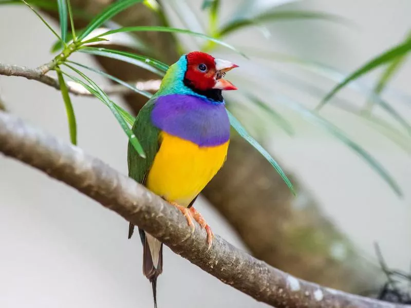 Gouldian Finch