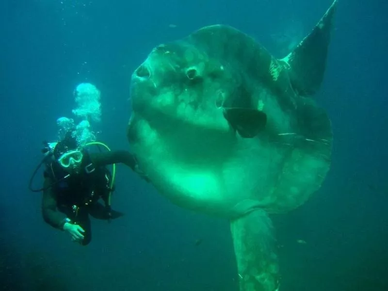 Southern Sunfish