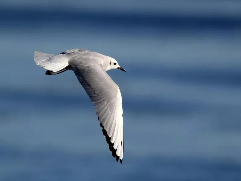 gull