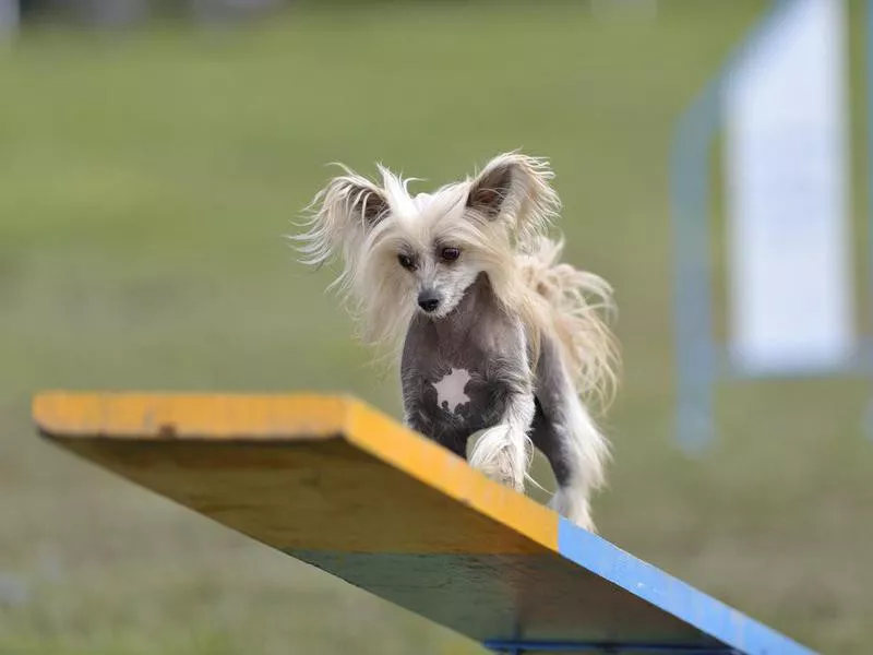 chinese crested