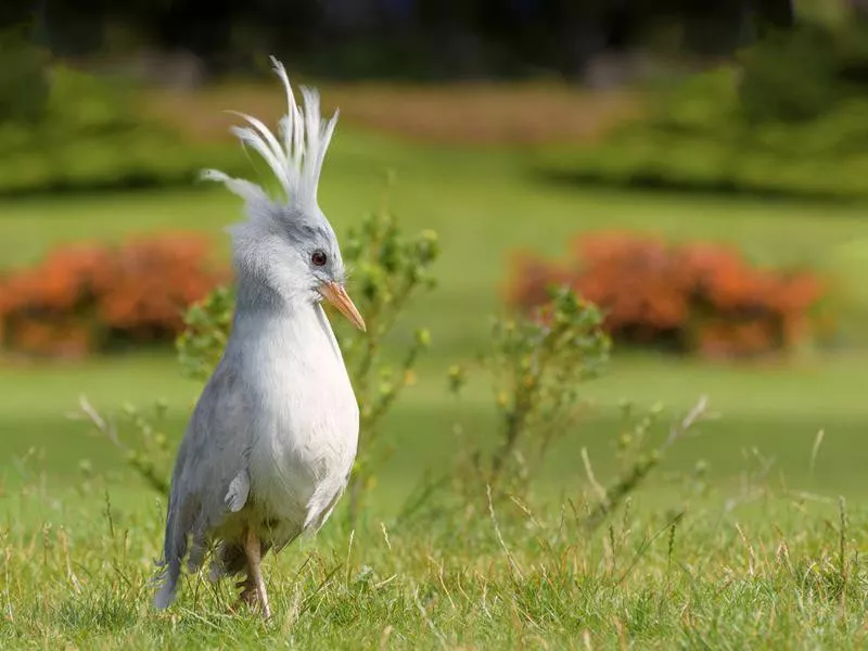 Kagu