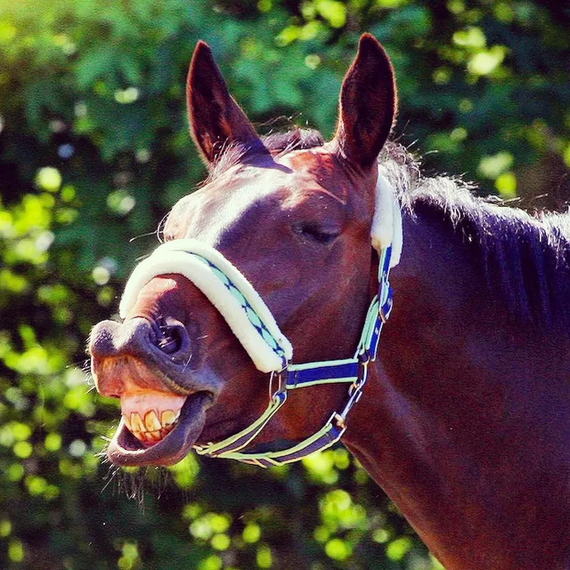 Horse smiling